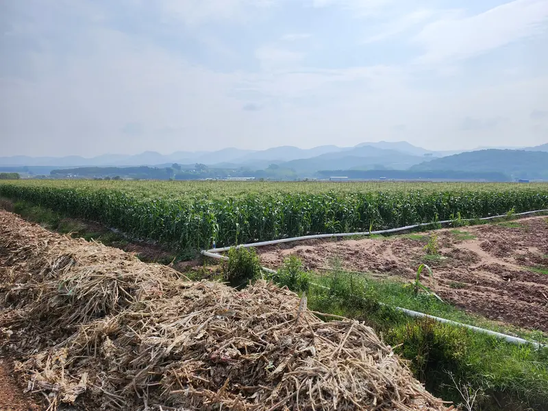 Sweet corn fields stretching toward the hills
