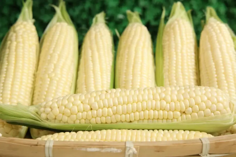 Husked Pearl White sweet corn cobs with pearl-white kernels
