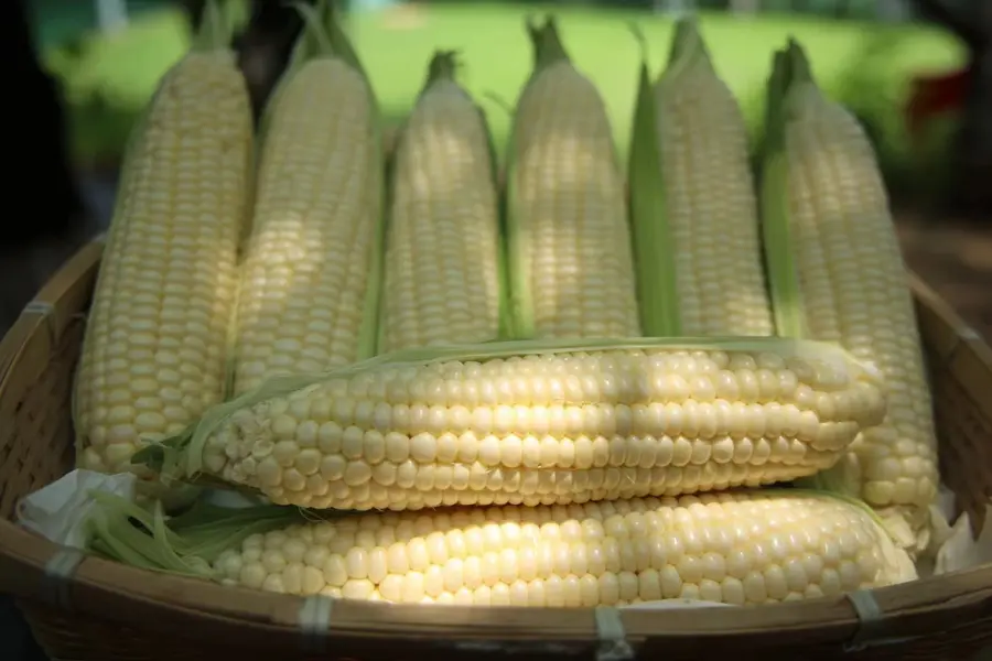 Whole white sweet corn cobs in a bamboo basket