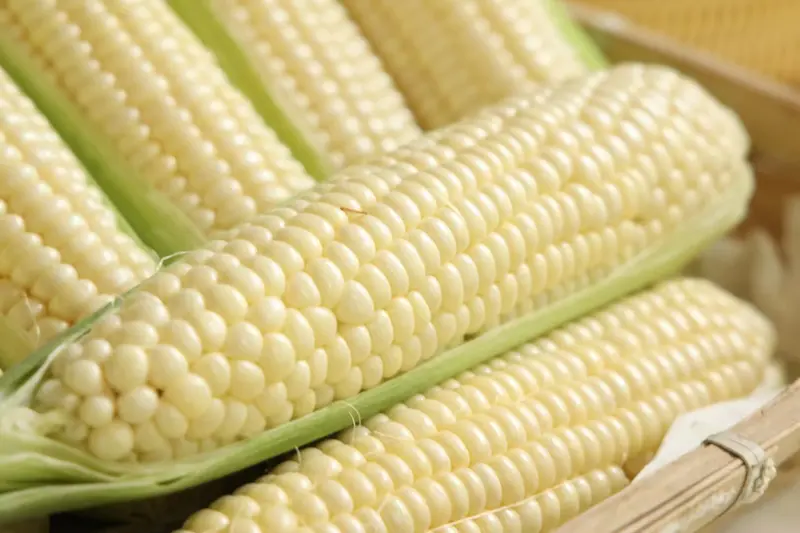 Husked Pearl White cobs with glossy kernels