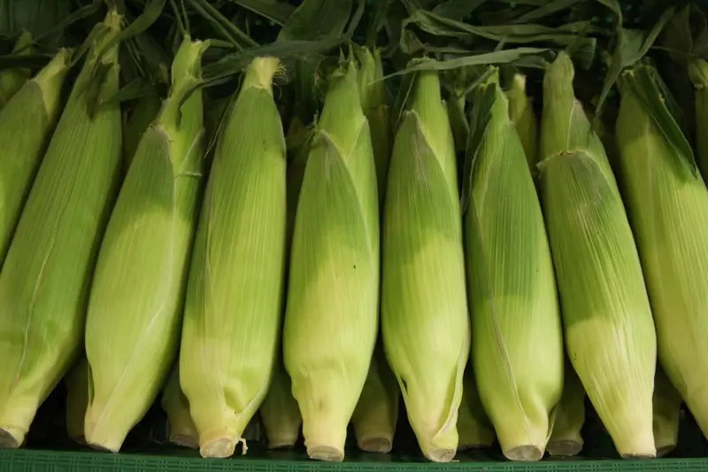 Freshly harvested sweet corn ears in green husks